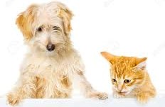 image chien et chat